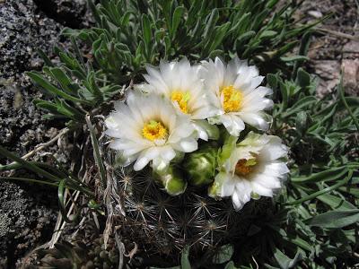 Guest Post: The Cactus Field(s) of Sheep Mountain