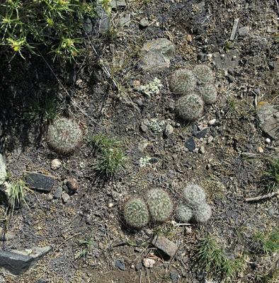 Guest Post: The Cactus Field(s) of Sheep Mountain