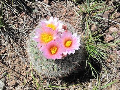 Guest Post: The Cactus Field(s) of Sheep Mountain