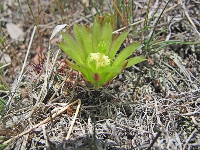 Guest Post: The Cactus Field(s) of Sheep Mountain