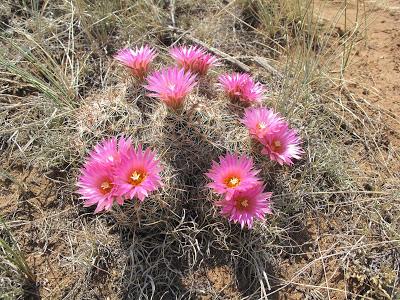 Guest Post: The Cactus Field(s) of Sheep Mountain