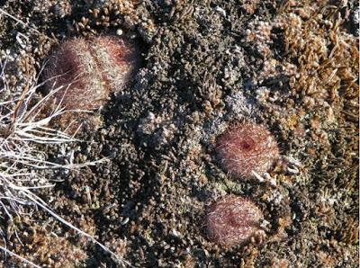 Guest Post: The Cactus Field(s) of Sheep Mountain