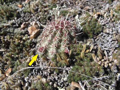 Guest Post: The Cactus Field(s) of Sheep Mountain