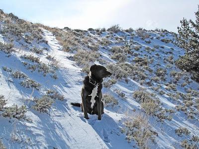 Guest Post: The Cactus Field(s) of Sheep Mountain