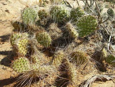 Guest Post: The Cactus Field(s) of Sheep Mountain