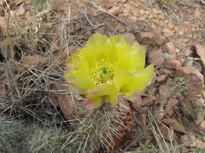 Guest Post: The Cactus Field(s) of Sheep Mountain