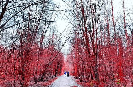 Forest Infinite 2 #benheinephotography #autumn #fall #photography #nature #trees #arbres #forer #forest #infinire #silhouette #walk #red #