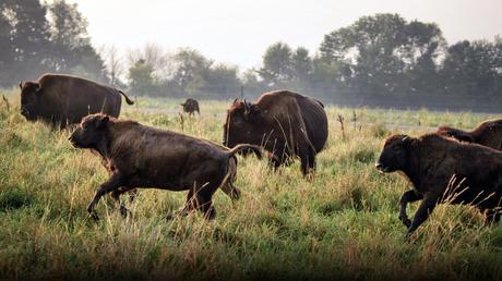 Soaring demand for grass-fed beef is changing the industry