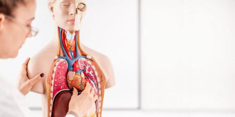 How lupus affects the heart and circulation