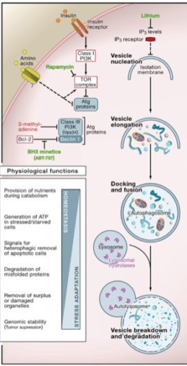 Autophagy – a cure for many present-day diseases?
