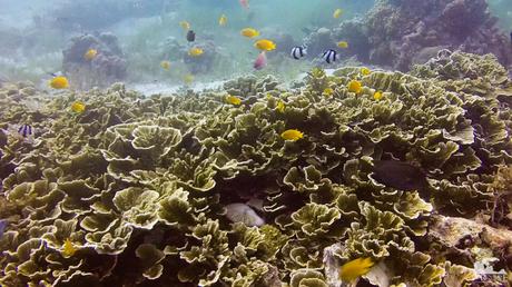 lettuce_leaf_corals_and_reef_fish
