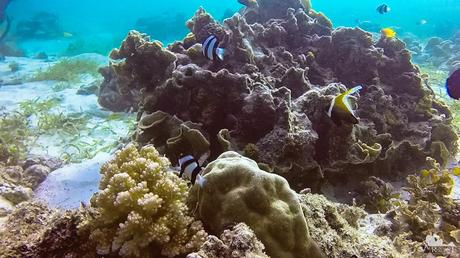 banded_butterflyfish_and_angelfish
