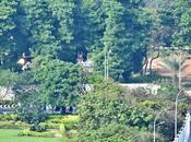 Caring Flora Fauna Ethnic Cleansing Fitting Spikes Trees Protect Cars