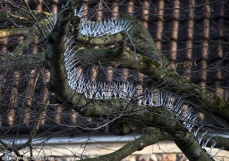 caring for flora and fauna ~ ethnic cleansing and fitting spikes to trees to protect cars
