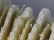 Tiny, Symbiotic Organisms Protect Corals from Predation Disease