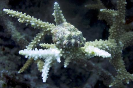Tiny, symbiotic organisms protect corals from predation and disease