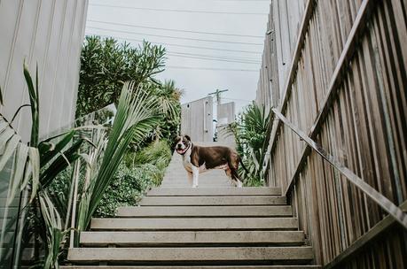 Elegant Waiheke Island Vineyard Wedding