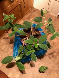 Plant Rescue- its a pre-christmas tradition