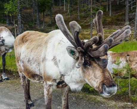 Reindeer: 18 Things You Need to Know