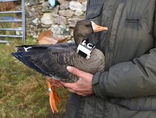 Christmas is coming, the goose is getting fit! Special bird ‘fitness tracker’ reveals migration struggles