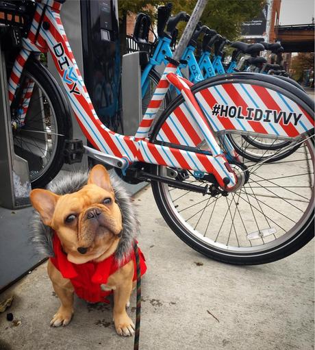 Your Last Minute Christmas Guide Holidivvy