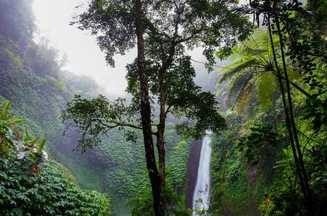 nature-forest-waterfall-jungle nature-forest-waterfall-jungle