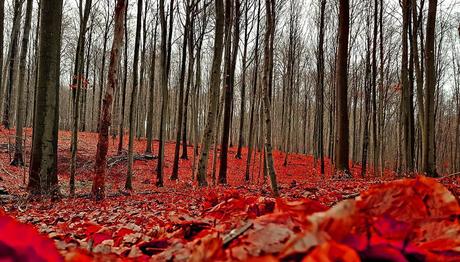 Forest Infinite 4 #benheinephotography #autumn #fall #photography #nature #trees #arbres #forer #forest #infinire #silhouette #walk #red