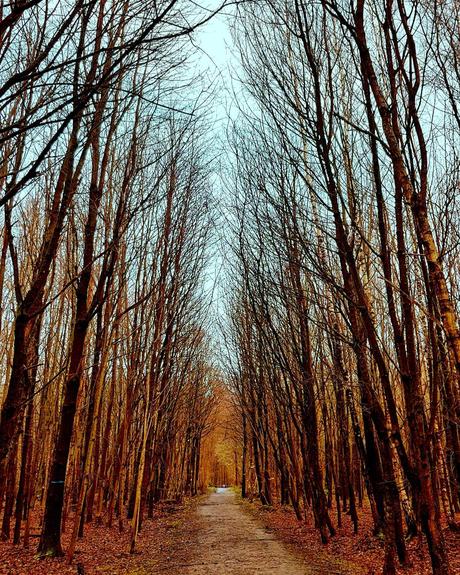 Forest Infinite 5 #benheinephotography #autumn #fall #photography #nature #trees #arbres #forer #forest #infinite #walk #red