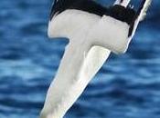 Influential Conservation Ecology Papers 2017