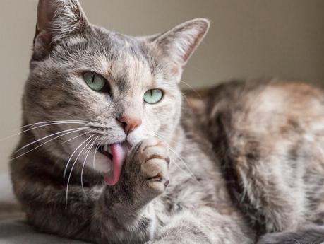 5 Reason Cat self-licking – Why does your cat bathe itself?