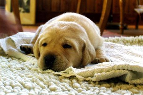 Removing Pet Odors From Your Carpets