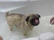 Doggy Bathtime