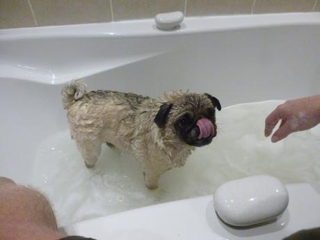 Doggy Bathtime