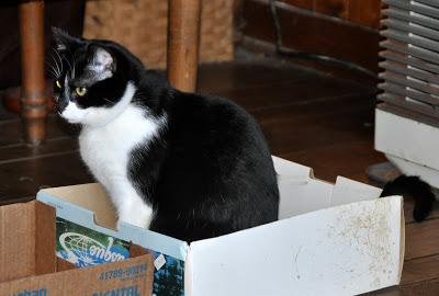 Because Sometimes Only Cats in Boxes Will Do