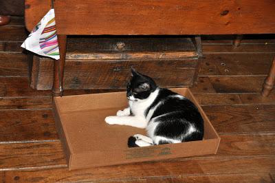 Because Sometimes Only Cats in Boxes Will Do