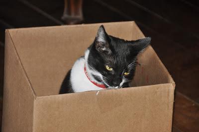 Because Sometimes Only Cats in Boxes Will Do