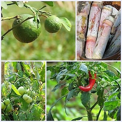 Fruits and Vegetables grown at Novotel Airport Hyderbad