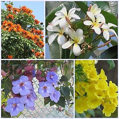 Flowers at Novotel Airport Hyderbad