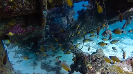 What An Adventure-Filled 2017! yellow_damselfish