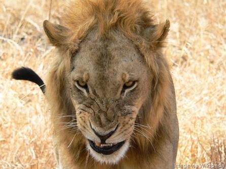 Snarling_lion