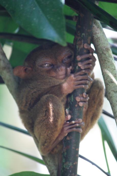 DAILY PHOTO: Tarsiers