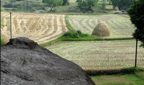 A view of the fields around the Kallu Ganapati temple