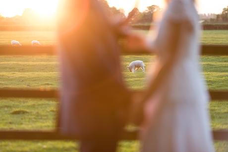 Sheep in background behind wedding couple
