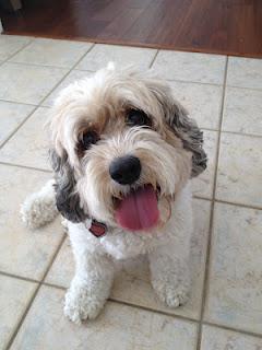 When stressed, search for the closet dog!