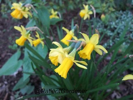 Narcissus Tete a Tete