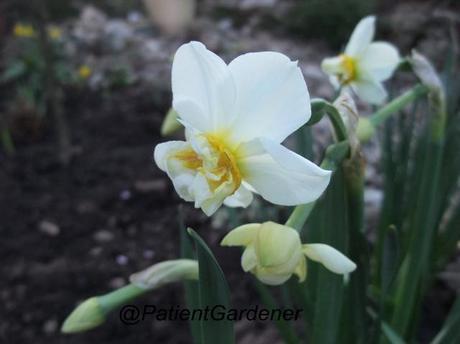 Narcissus Cheerfulness