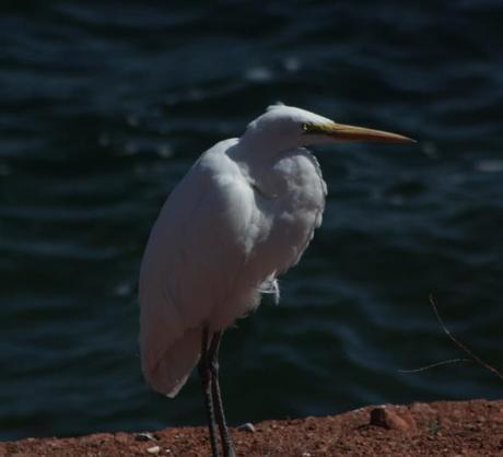 Birding Lake Havasu City–Bill Williams River NWR