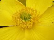 Plant Week: Caltha Palustris