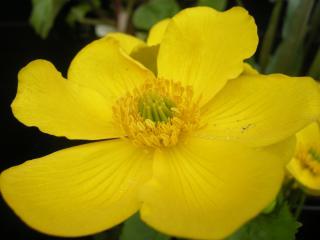 Caltha palustris Flower (07/04/2012, London)