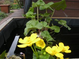 Caltha palustris (07/04/2012, London)